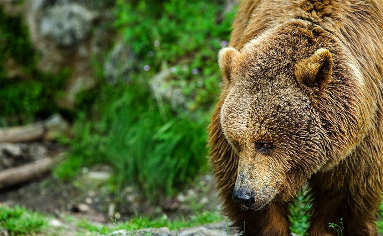 Медведица, защищавшая мертвого детеныша на юге Сахалина, кинулась на лесничих