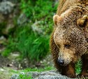 Медведица, защищавшая мертвого детеныша на юге Сахалина, кинулась на лесничих