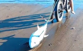 Общество