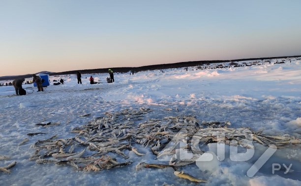 Сахалинец: брошенную на льду навагу мешками вывозят с побережья Стародубского