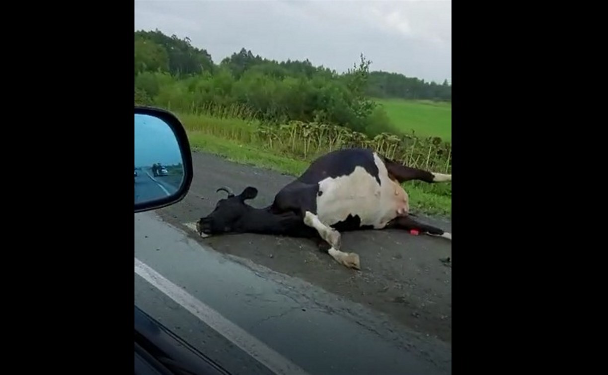 Сахалинские полицейские всю ночь караулили тушу сбитой коровы