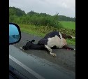 Сахалинские полицейские всю ночь караулили тушу сбитой коровы