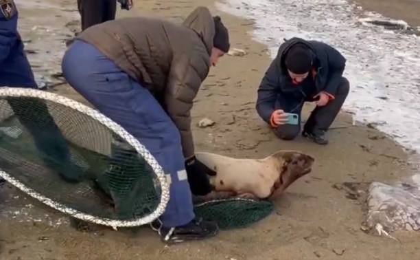 Сотрудники МЧС на Сахалине помогли спасти сивуча, который оказался в ледовой ловушке 