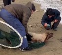 Сотрудники МЧС на Сахалине помогли спасти сивуча, который оказался в ледовой ловушке 
