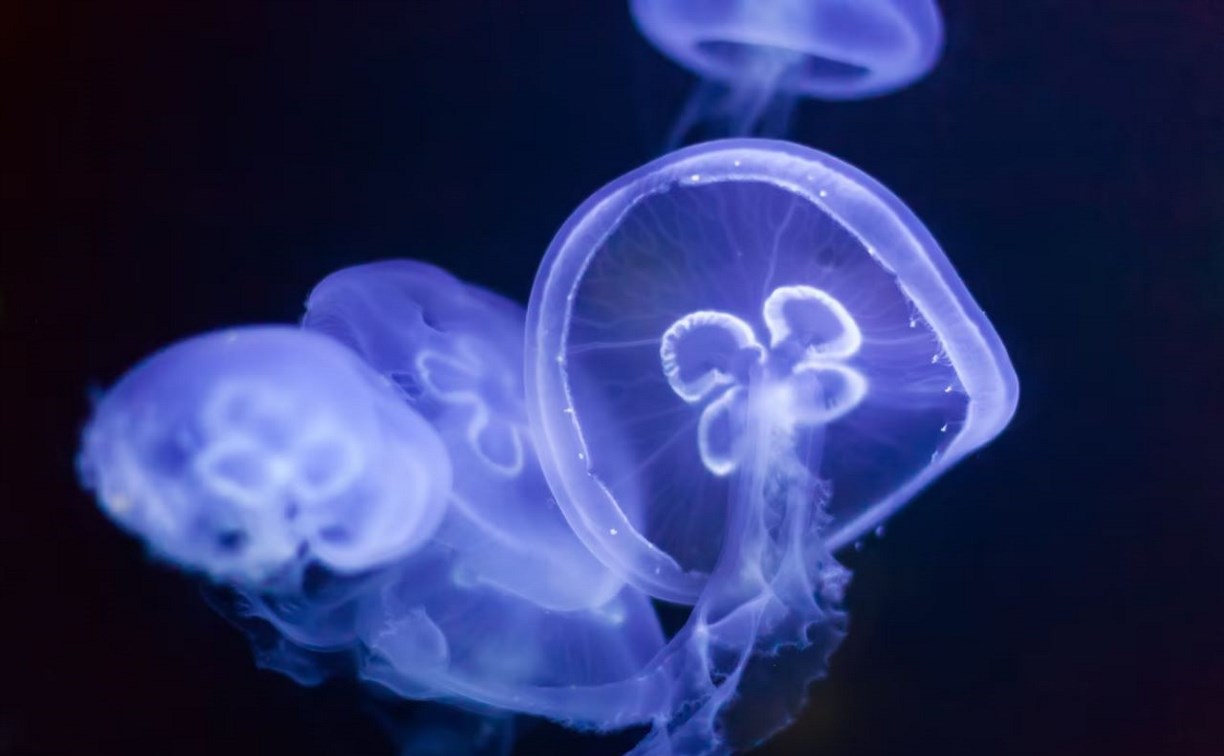Парализовало, попала в реанимацию: сахалинка рассказала о последствиях встречи с медузой