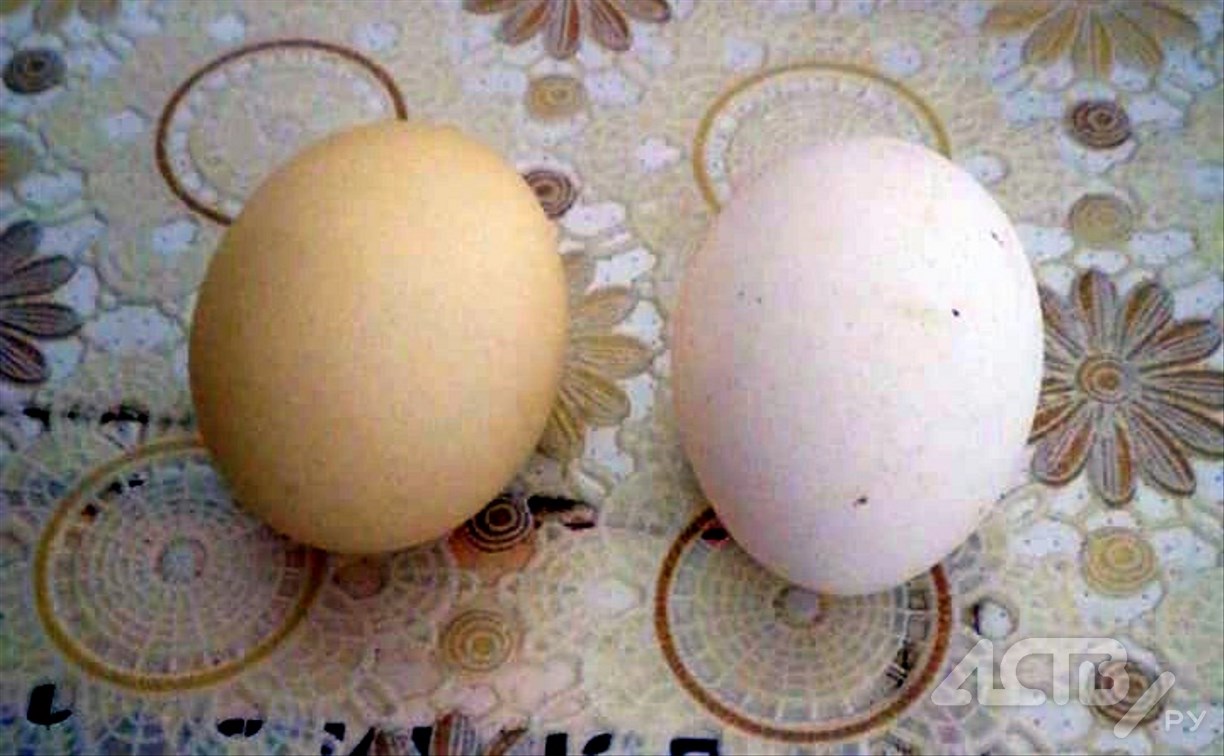 Сахалинцы покрасили яйца в грязной воде из-под крана, чтобы обратили внимание на их проблему