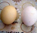 Сахалинцы покрасили яйца в грязной воде из-под крана, чтобы обратили внимание на их проблему