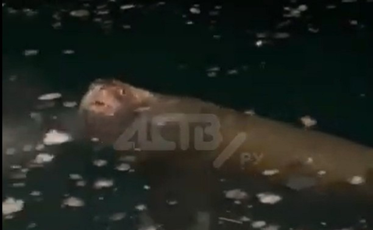 Кунаширский сивуч Вася или Гоша поздоровался с рыбаками и прикинулся подводной лодкой