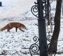 "Всем бы так": дикая, но дисциплинированная лисичка переходит дорогу по “зебре” в Южно-Сахалинске 