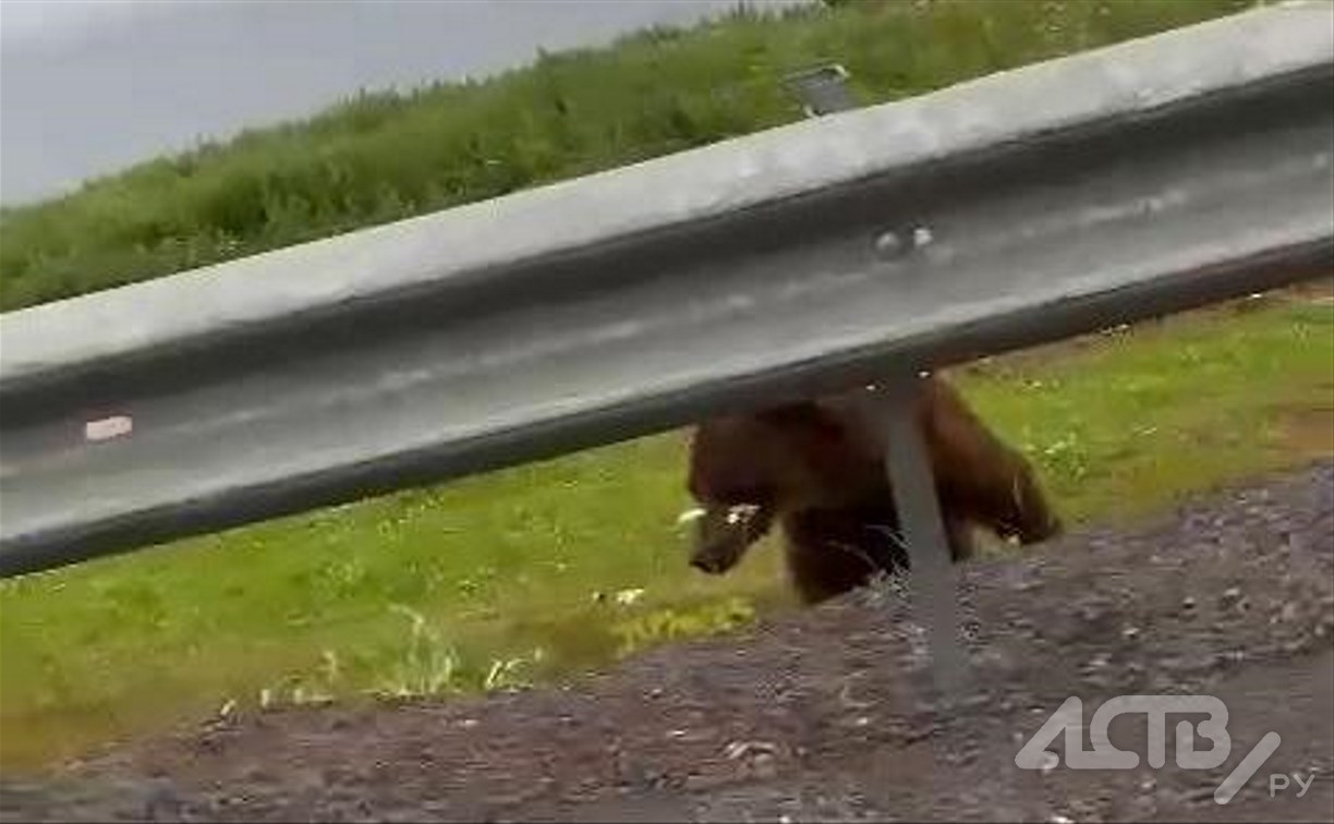 Медведь вышел к дороге на Итурупе