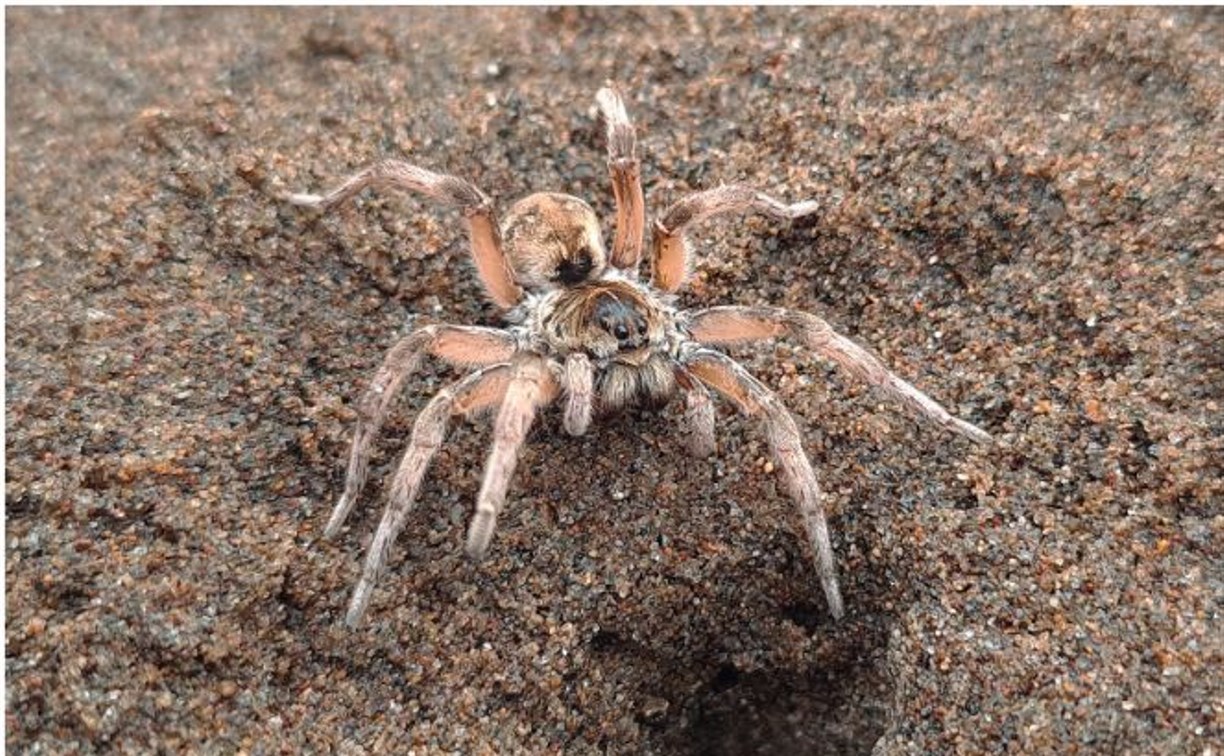 На песчаных пляжах Сахалина в норках прячутся тарантулы