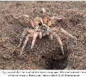 На песчаных пляжах Сахалина в норках прячутся тарантулы