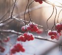Облачно, снежно, +1°C: прогноз погоды в Сахалинской области на 4 января