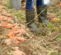 На морковном поле сахалинского фермера выявлен опасный пестицид