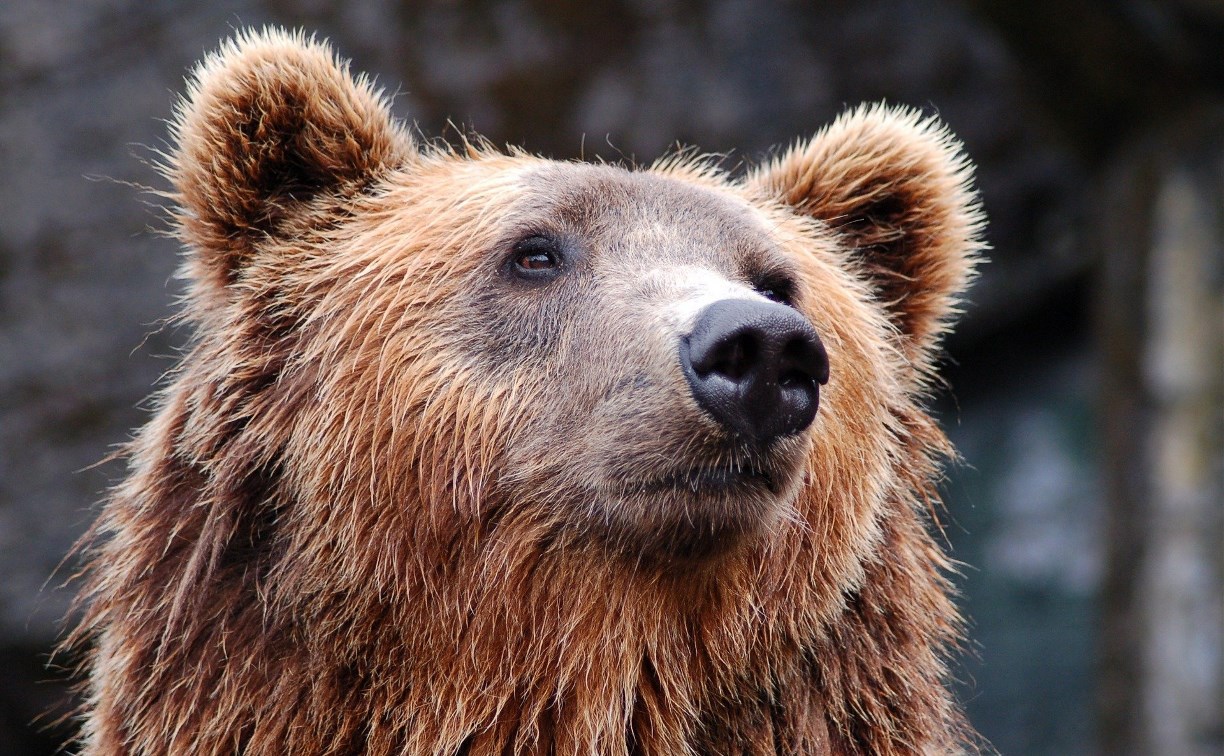 С начала весны на Сахалине два раза сообщали о выходе медведей к людям