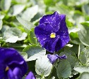 На клумбах Южно-Сахалинска появились несколько тысяч первых весенних цветов