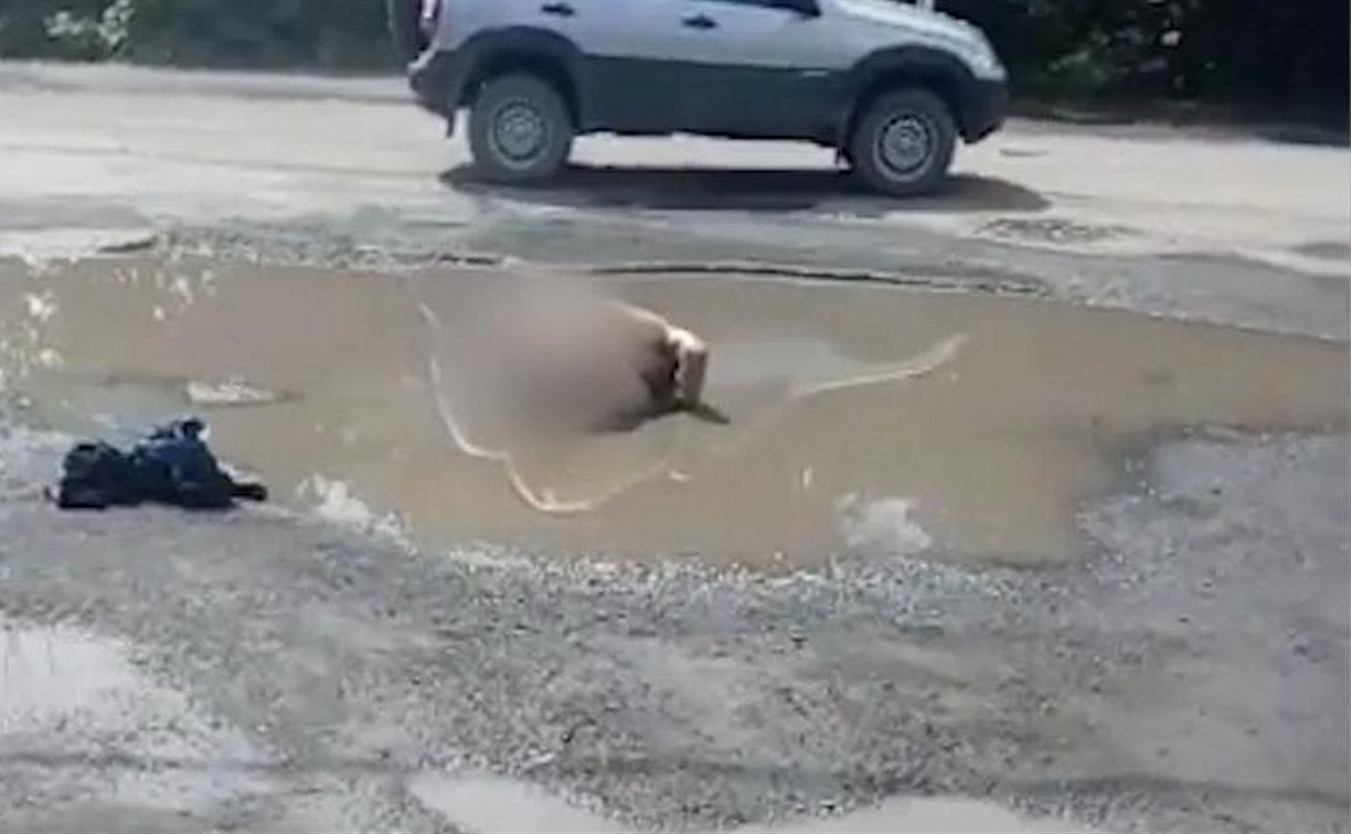 Голый мужчина купался в луже в Южно-Сахалинске