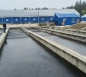 Около 10 миллионов мальков кеты выпустили в реку Горянка в Поронайском районе