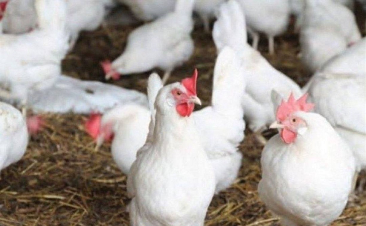 Стало известно, почему пропали яйца от сахалинской птицефабрики "Островной"