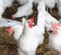 Стало известно, почему пропали яйца от сахалинской птицефабрики "Островной"