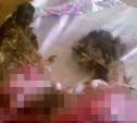 На Сахалине возбуждено уголовное дело из-за убийства кошки