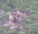 Самый осторожный медведь найден на Курилах