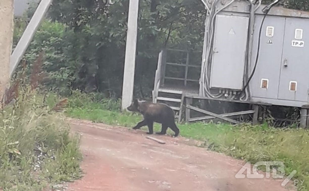 Очевидец: медведь пришёл к инфекционному госпиталю на Сахалине