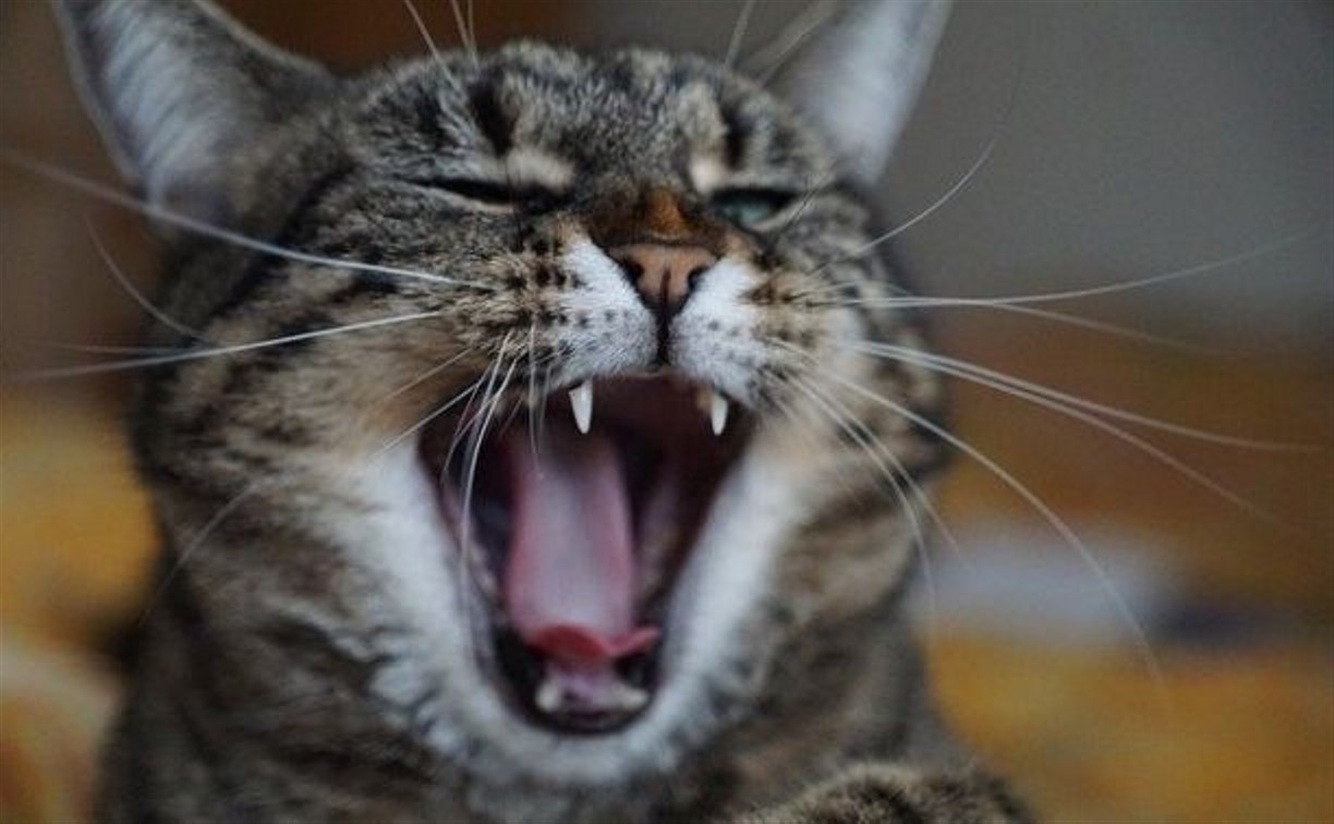 "Вместо тысячи овчарок": сахалинцы предложили хозяйке бешеного кота необычные способы успокоения