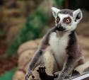 Сахалинский зооботанический парк с 1 ноября переходит на зимнее расписание работы