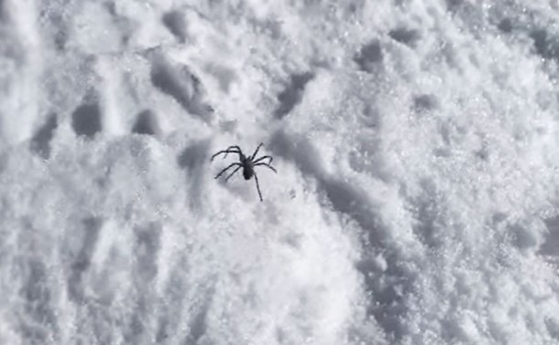 В Амурской области из снега полезли ошалевшие пауки