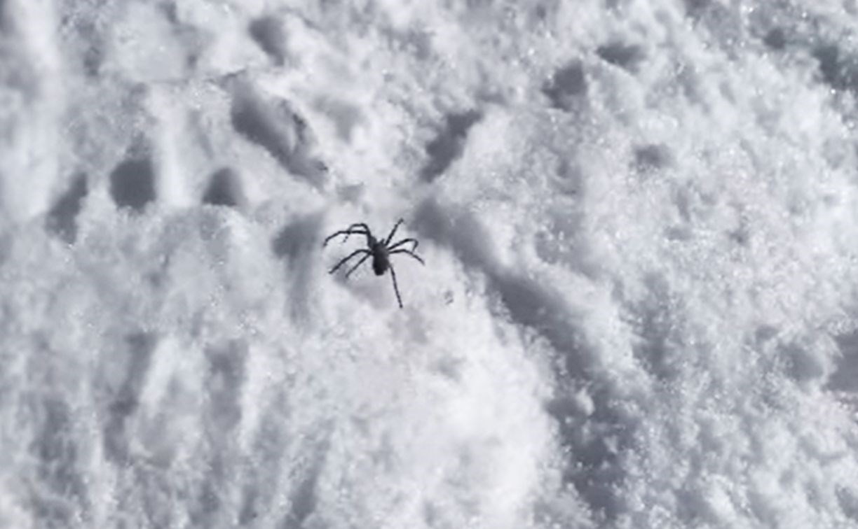 В Амурской области из снега полезли ошалевшие пауки