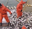 Росрыболовство работает над открытием новых рынков сбыта минтая и другой рыбы