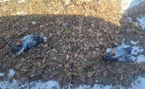 Общество