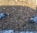 Пернатый хищник напугал жителей Корсакова, подкинув на городские улицы трупы голубей