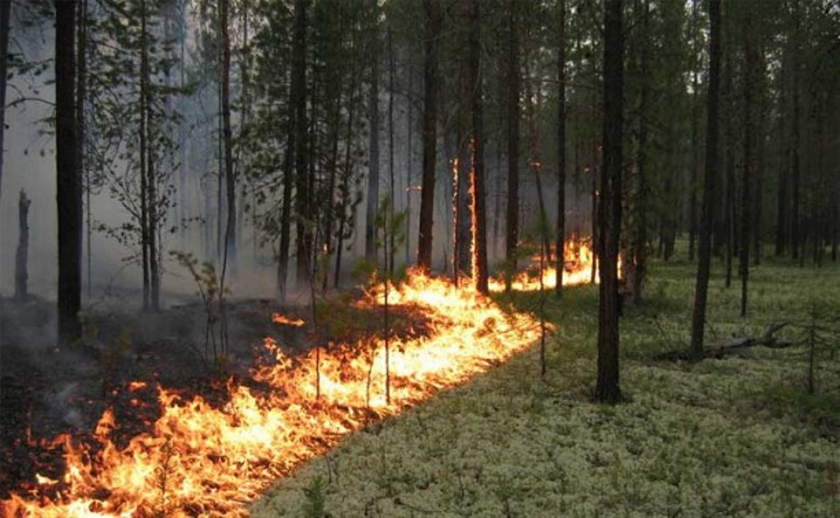 На Сахалине и Курилах в 2018 году стало меньше лесных пожаров