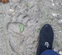 Следы медведей заметили в СНТ "Тимирязевское" и "Надежда"