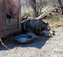 Из мицулёвского приюта перевезли ещё одну группу собак