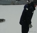 В Поронайске спасли провалившуюся под лед собаку