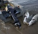 На Сахалине спасли краснокнижную калугу, выловленную браконьерами