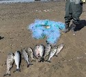 72 кг красной икры и 1 авто изъяли у сахалинских браконьеров за неделю - СКТУ ФАР