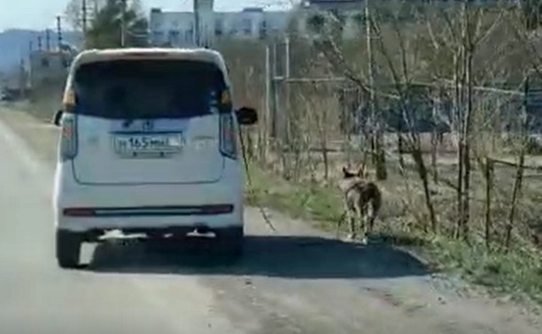 В Аниве автомобилист выгулял собаку, не выходя из машины
