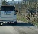 В Аниве автомобилист выгулял собаку, не выходя из машины