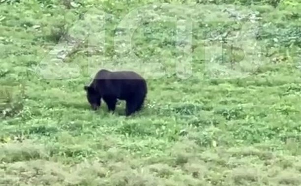 Пухленький медведь пришёл в село Медвежье на Сахалине