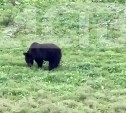 Пухленький медведь пришёл в село Медвежье на Сахалине