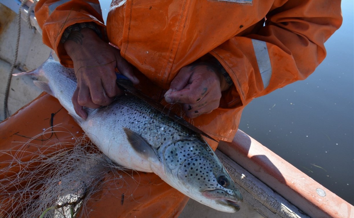 Разрешить рыбакам-любителям торговать уловом хотят на Сахалине