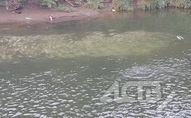 Замор лосося на Сахалине: в реке Пугачёвка погибло много рыбы