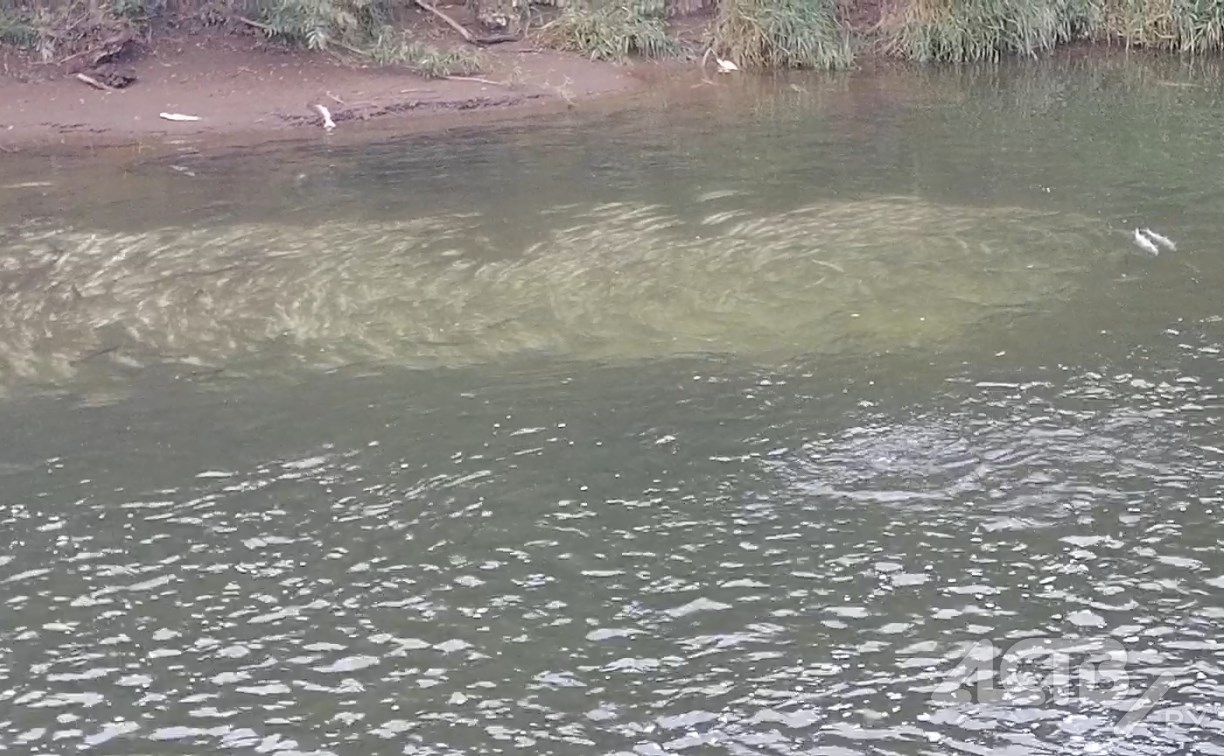 Замор лосося на Сахалине: в реке Пугачёвка погибло много рыбы