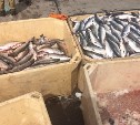 В районе Поронайска браконьеры выловили рыбы на 500 тысяч рублей