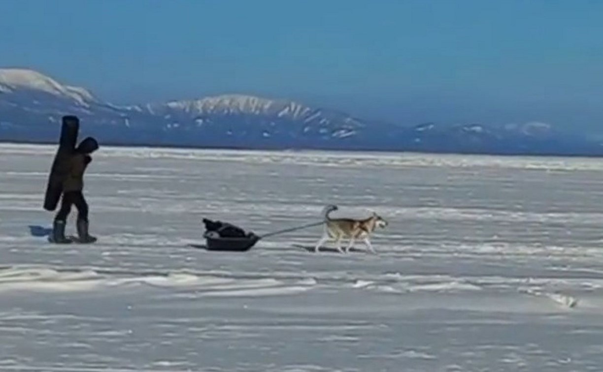 Собачка-рыбачка с санями на льду умилила сахалинцев