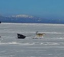 Собачка-рыбачка с санями на льду умилила сахалинцев